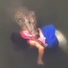 Huge Crocodile Attacks and Kills a Woman in Mexico (better quality with zoom).