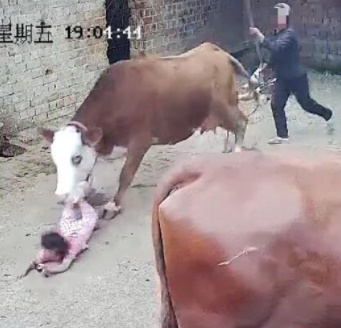 The Cow Ran Into a 4-Year-Old Girl after Giving Birth...