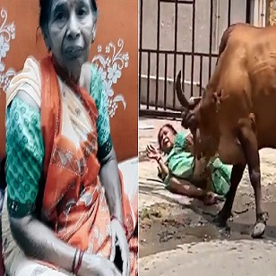 Mad Cow Gores Helpless Woman In India