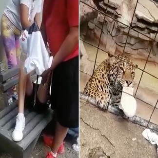 Jaguar Attacks 14-Year-Old Boy at Zoo In Mexico