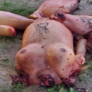 Mexican Cartel Leave Dismembered Female Corpses And A Narco Message
