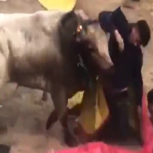 Bull Turns Dude Into a Rag Doll Numerous Times