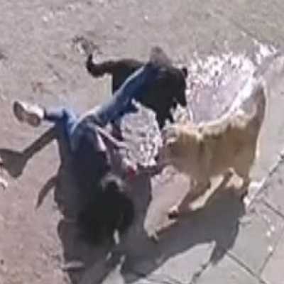  DAMN: Girl Attacked By Stray Dogs In Mexico