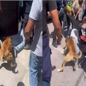MEXICO: Dog Used to Teach Thief a Lesson
