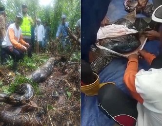 22-Foot Python Swallows Grandmother In Indonesian Jungle