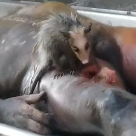 Mortician Opossum Feasting Inside a Morgue