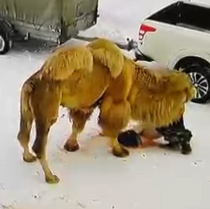 Camel Beats to Death a Guard at a Hunting Base In the Omsk Region