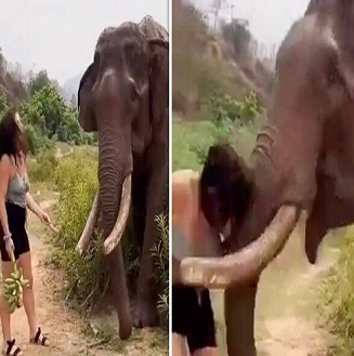 Elephant Strikes Down Woman After Being Teased With Banana.
