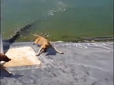 WTF: Alligator Hunts Down Pet Dog