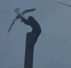 DAMN: Monkey Snags a Seagull and Murders it.
