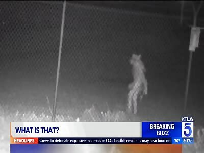 Strange Creature Caught on Security Cam outside Zoo