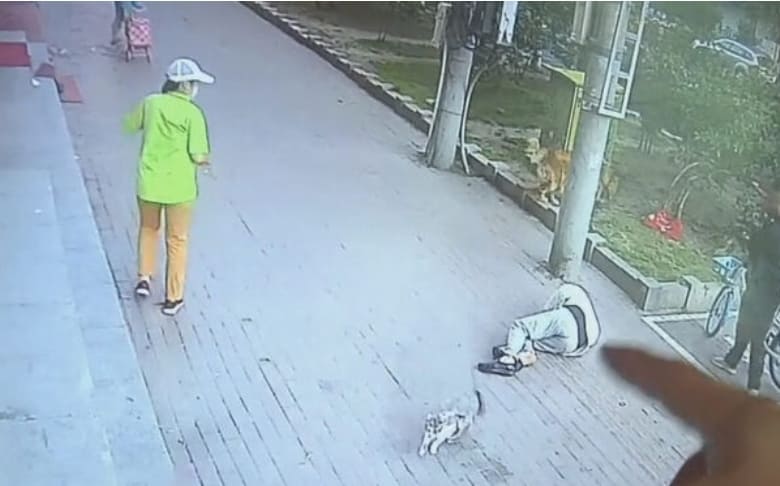 Only in China: Man Knocked Unconscious by Falling Cat