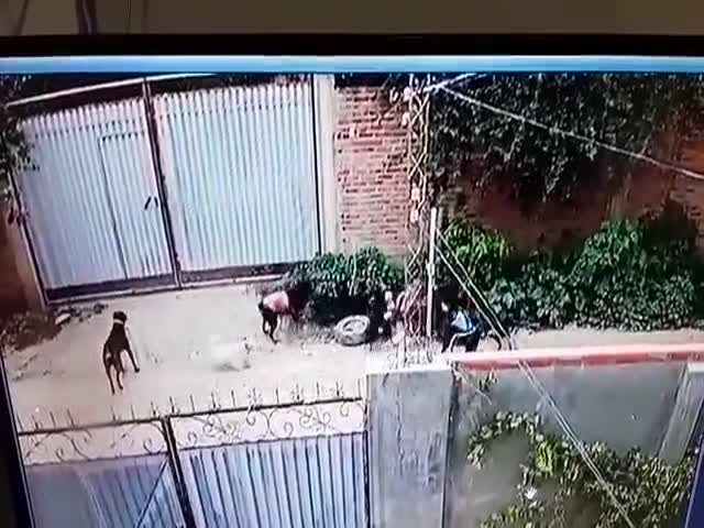 Una abuela es atacada por varios perros