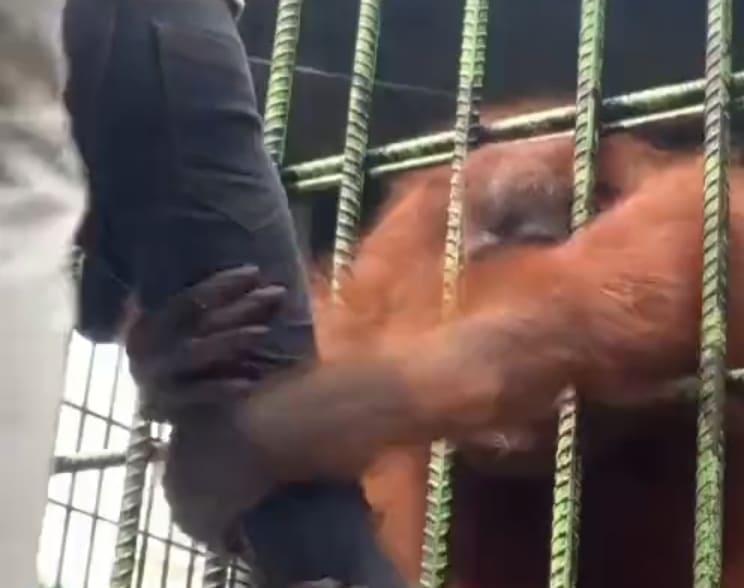 Orangutans Short And Sweet Revenge
