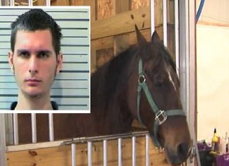 Alabama Man, 18, Charged with â€˜Repeatedly Sexually Abusing a Horse'