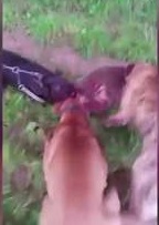 GRAPHIC: Horrific Footage shows BadgerHunted and torn apart by dogs as hunters laugh before its 