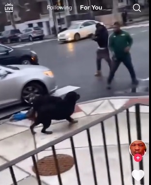 Good Samaritan Shoots a Dog Trying to Tear Apart a Small Child