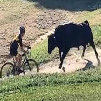 DAMN: Bull Attacks Gravel Bike Racers In Bakersfield , California