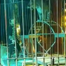 Tiger Uses Tamer's Leg as a Chew Toy in Italian Circus