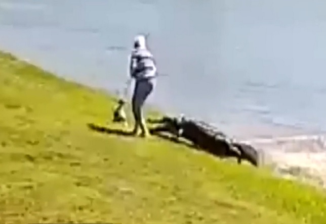 HOLY SHIT: Gator Kills Elderly Woman Walking her Dog