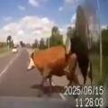 DIED HAPPY: Two Cows Having Sex in the Middle of the Road are Plowed into by a CarDIED HAPPY: Two Cows Having Sex in the Middle of the Road are Plowed into by a Car