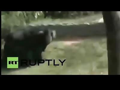 Shocking Video Captured Shows a Bear Literally Maul a Farmer in a Green Shirt to Death