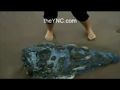 COOL: Shark Bites the Head off of a HUGE  Alligator