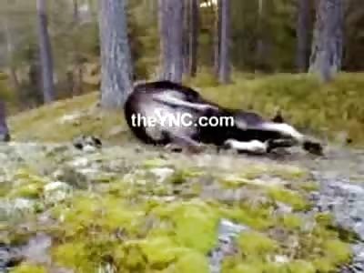 Hunter surprised by a Giant Moose Shoots Him Point Blank, but the Moose gets Up and Runs