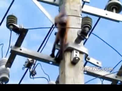Little Monkey Electrocuted on Power Lines