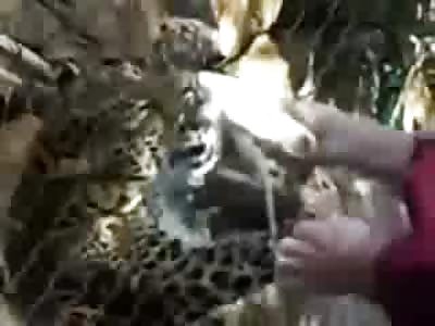 Idiotic Zookeeper gets too Close to the Black Panther and pays the Painful Price