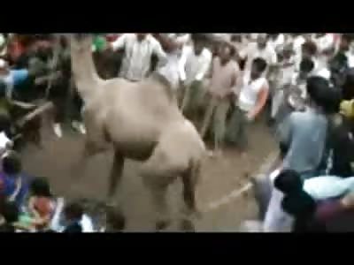 Angry Camel vs. Entire Crowd (One Killed)