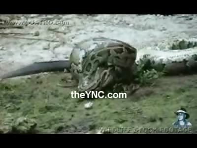 Interesting Video of a Python Eating a Baby Alligator Alive