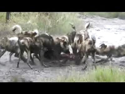 Pack of Wild Dogs take an Animal and Reduce it to Bits and Pieces in Seconds...