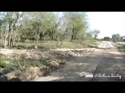 Amazing Leopard Kill Caught on Camera (Watch Slow Motion)