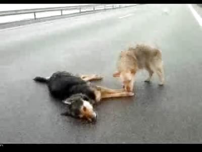 SO SAD: Dogs Won't Leave their Dead Friends Side Who Died Trying to Cross the Road