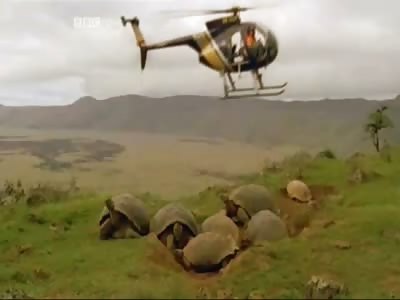Ex military called in to snipe feral goats from helicopters in the Galapagos islands, to protect tortoise population 