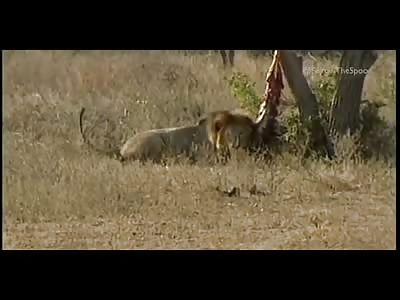 Big Shot Hunters Bait and Shoot a Beautiful Male Lion