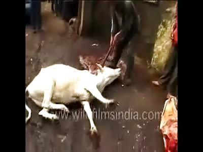 Animal Slaughter in North-East India