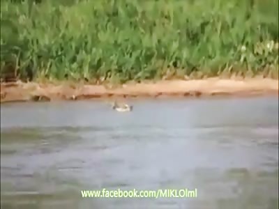 leopardo caza a cocodrilo 